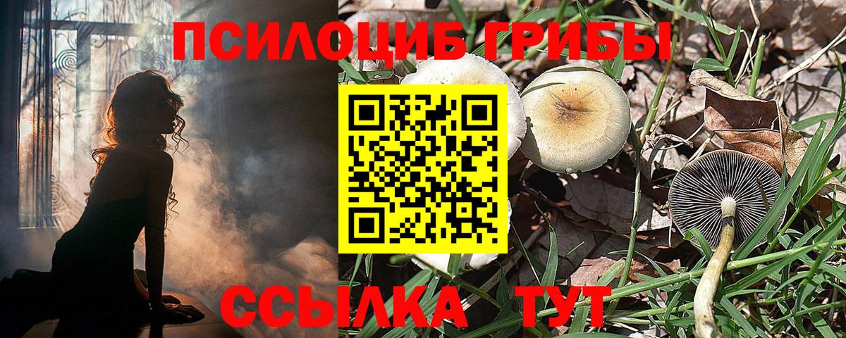 Галлюциногенные грибы Psilocybine cubensis Темрюк